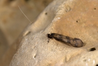 (Trichoptre - Leptoceridae - Mystacides longicornis)
